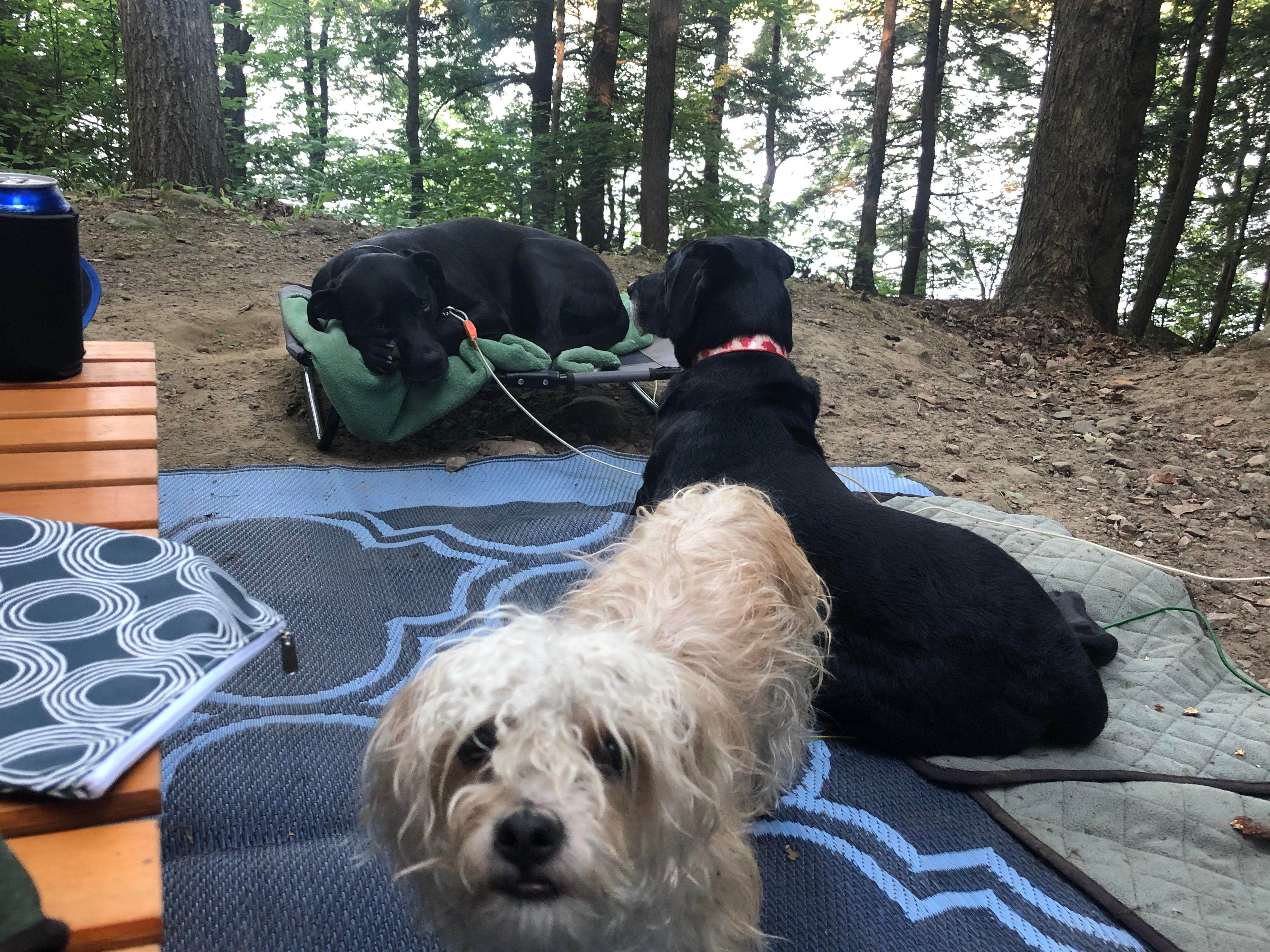 Camper-submitted photo at Tolland State Forest Campground near Monterey, MA