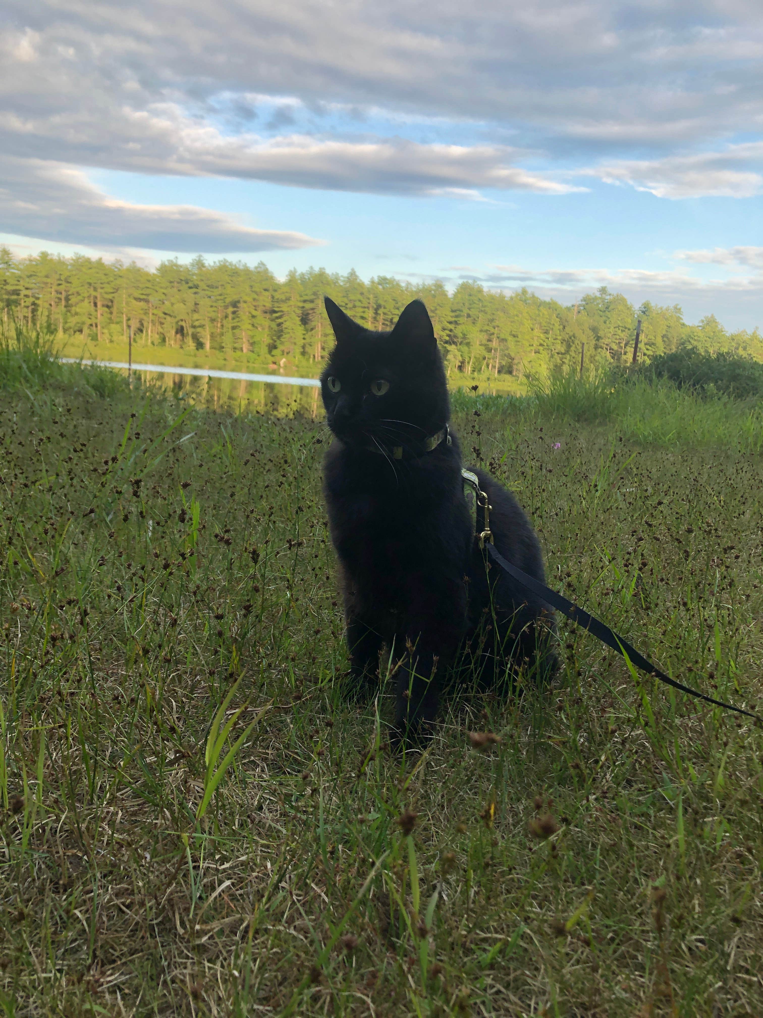Rebecca D.'s photo of camping with pets at Bear Brook State Park Campground near Methuen Town, MA