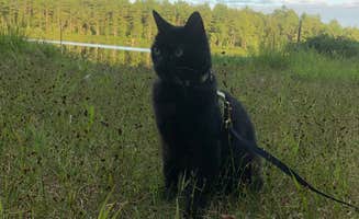 Rebecca D.'s photo of camping with pets at Bear Brook State Park Campground near Salem, NH
