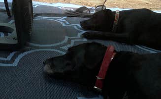 Rebecca D.'s photo of camping with pets at Granville State Forest near Ellington, CT