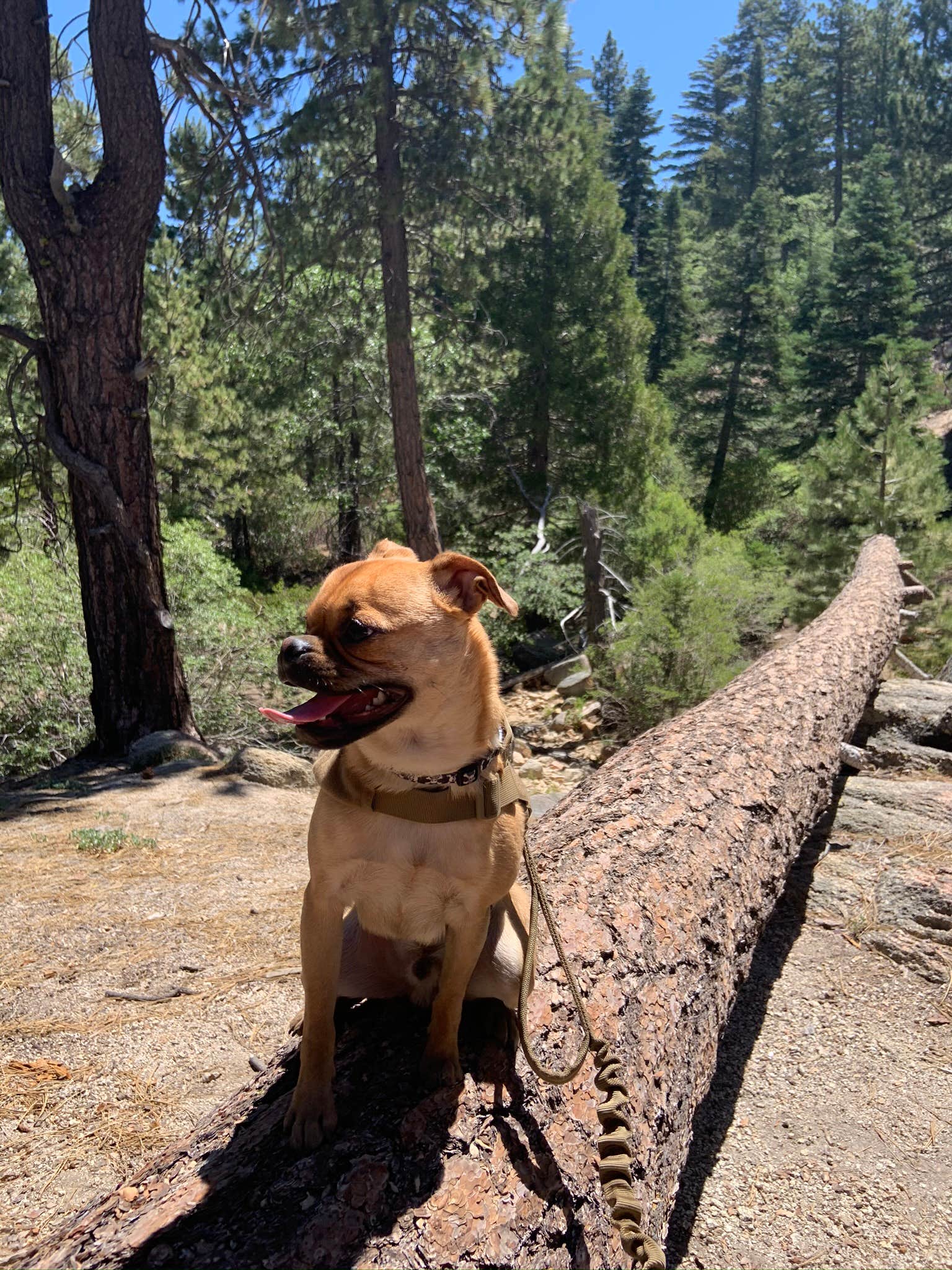 Lynn C.'s photo of camping with pets at Keller Peak Yellow Post Campsites near Fontana, CA
