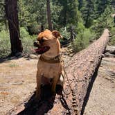 Review photo of Keller Peak Yellow Post Campsites by Lynn C., April 8, 2021