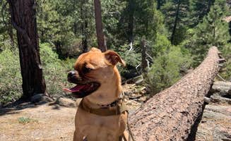 Lynn C.'s photo of camping with pets at Keller Peak Yellow Post Campsites near Blue Jay, CA