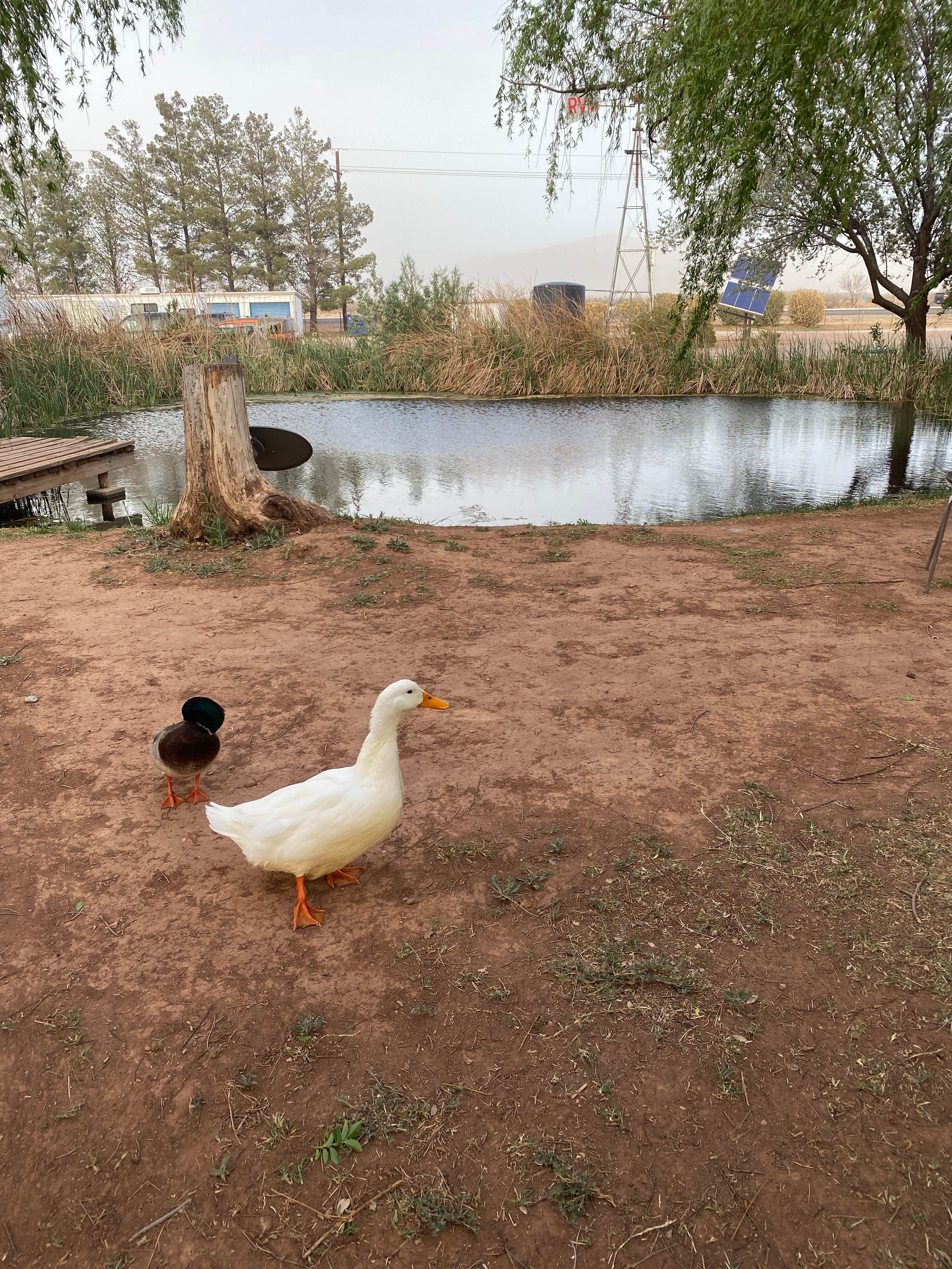 Camper submitted image from Edgington RV Park - 5