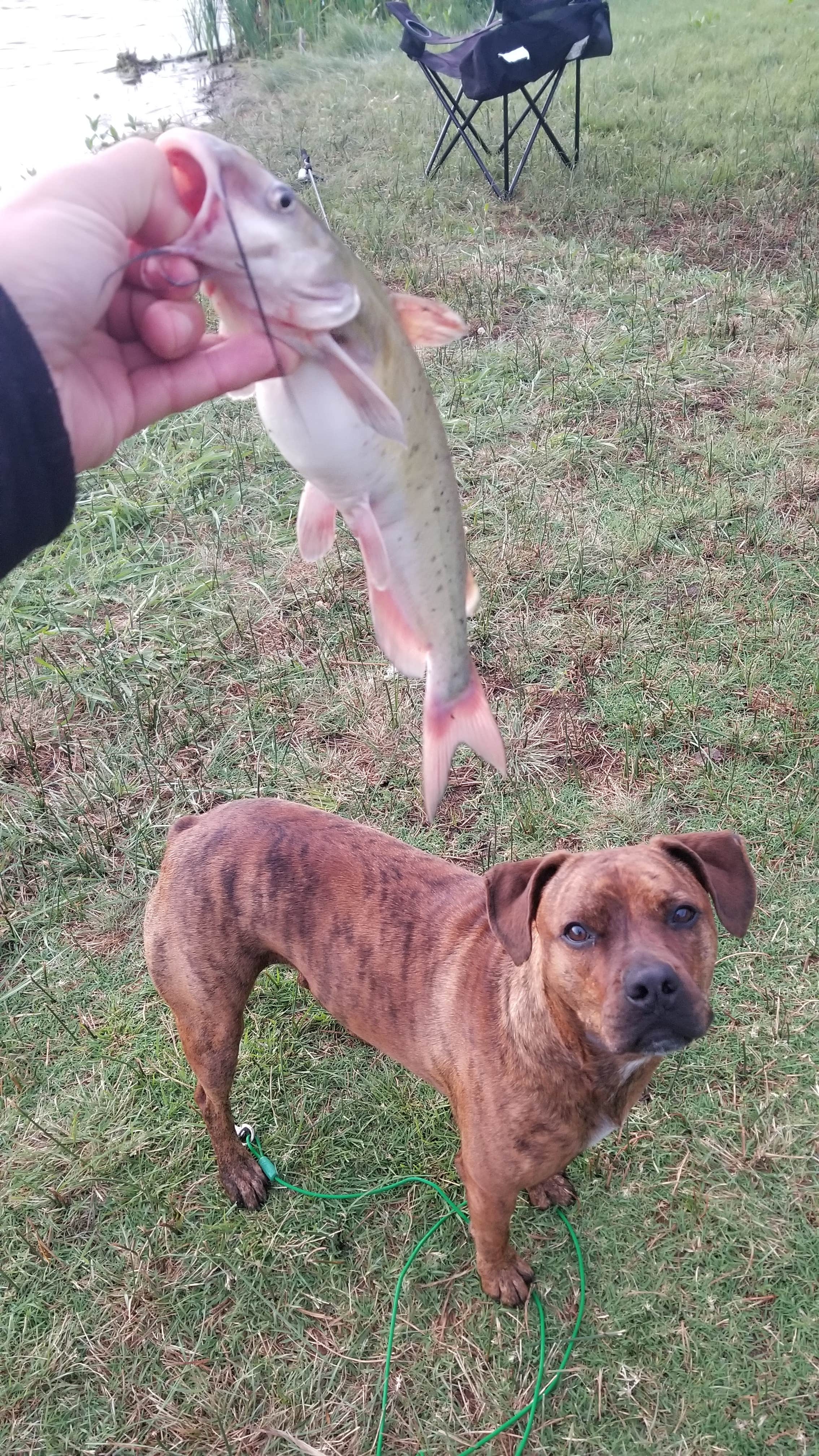 Price T.'s photo of camping with pets at Elm Grove — Historic Lake Scott State Park near Garden City, KS