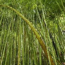 The Bamboo Park wasn't very far away and so unique.