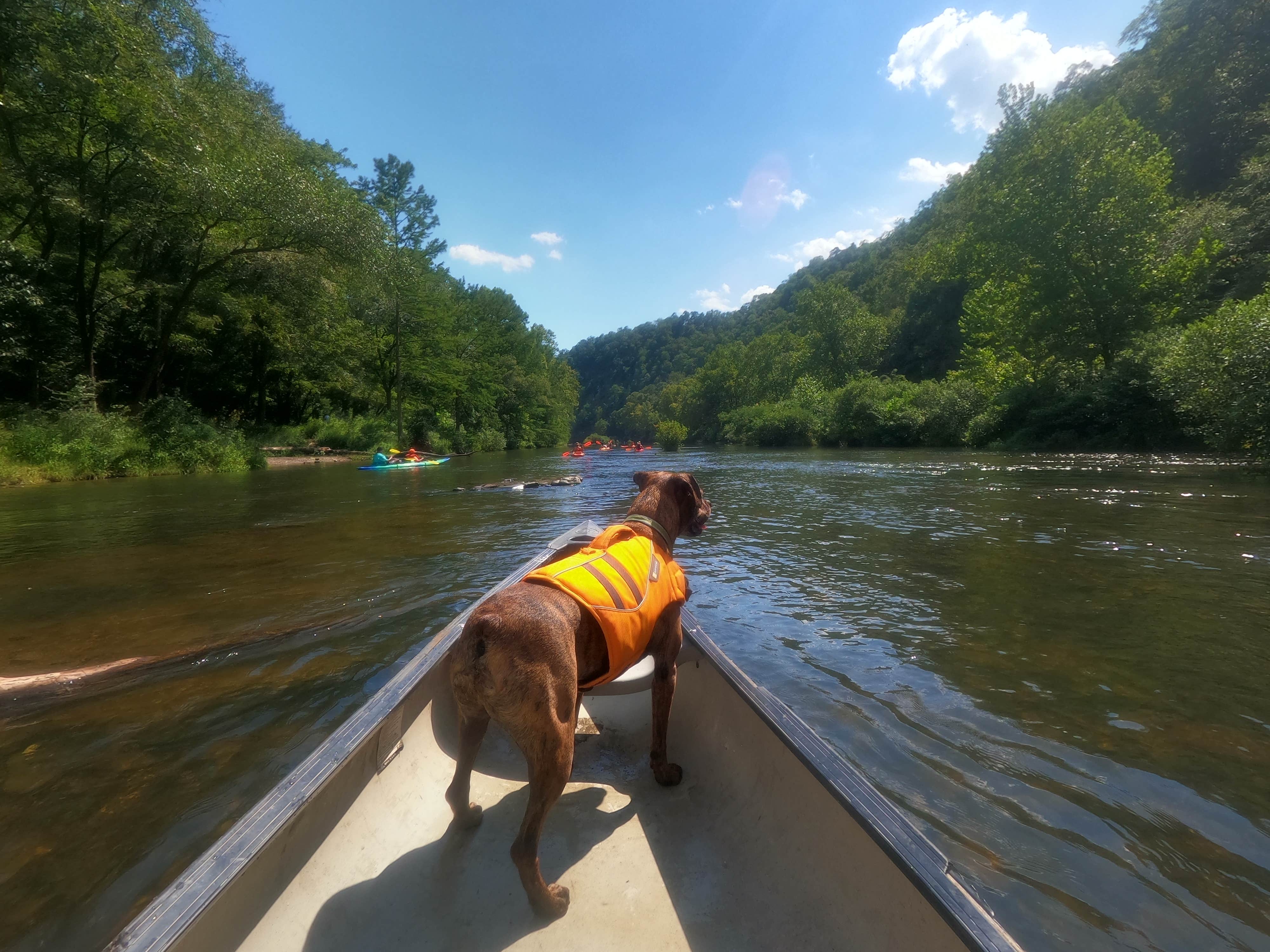 are dogs allowed in beavers bend state park