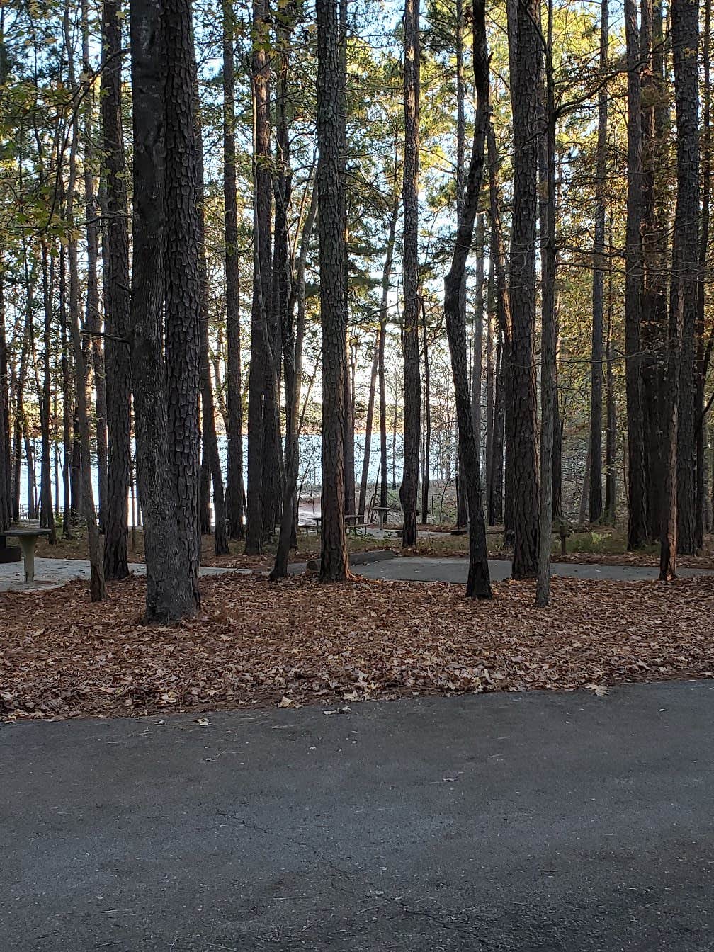 Camper submitted image from Piney Grove - 4