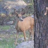 Review photo of Moraine Park Campground — Rocky Mountain National Park by Lise F., April 9, 2021