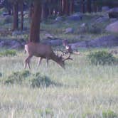 Review photo of Moraine Park Campground — Rocky Mountain National Park by Lise F., April 9, 2021