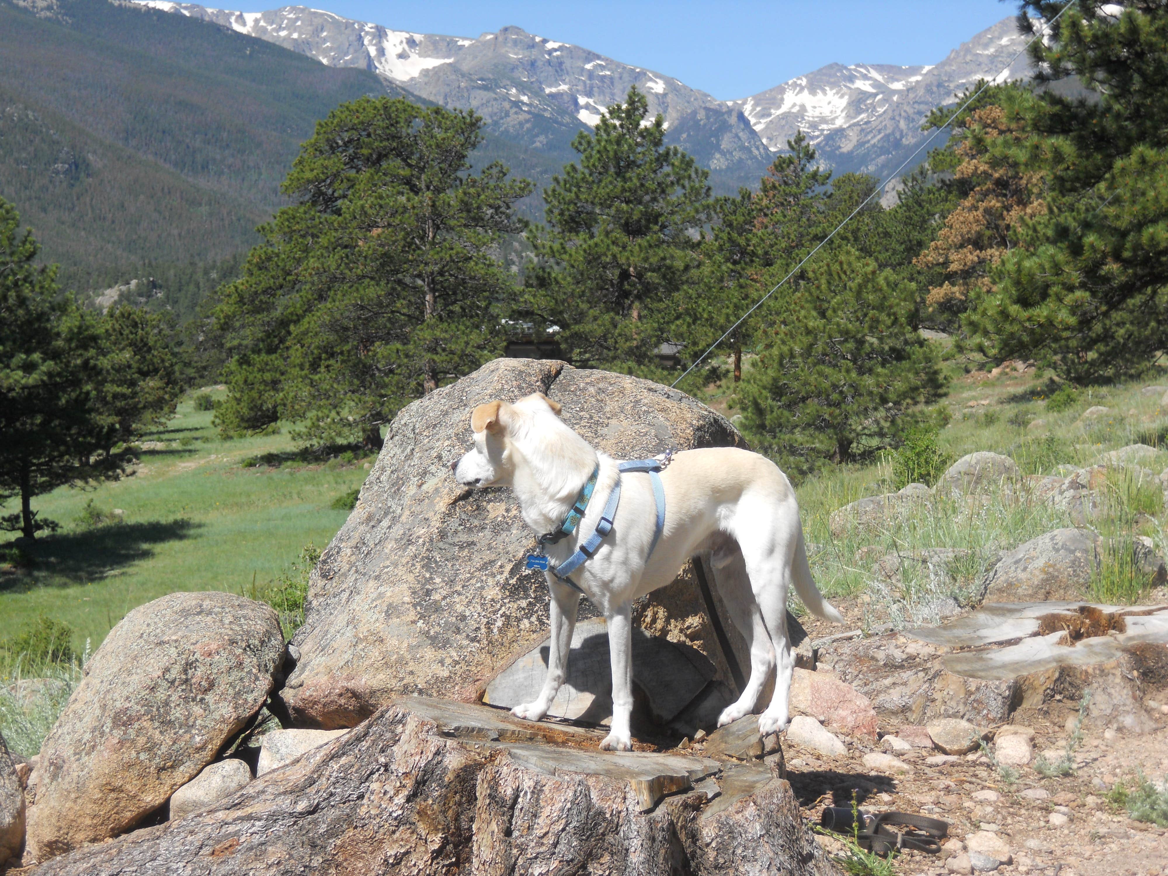 Lise F.'s photo of camping with pets at Moraine Park Campground — Rocky Mountain National Park near Red Feather Lakes, CO