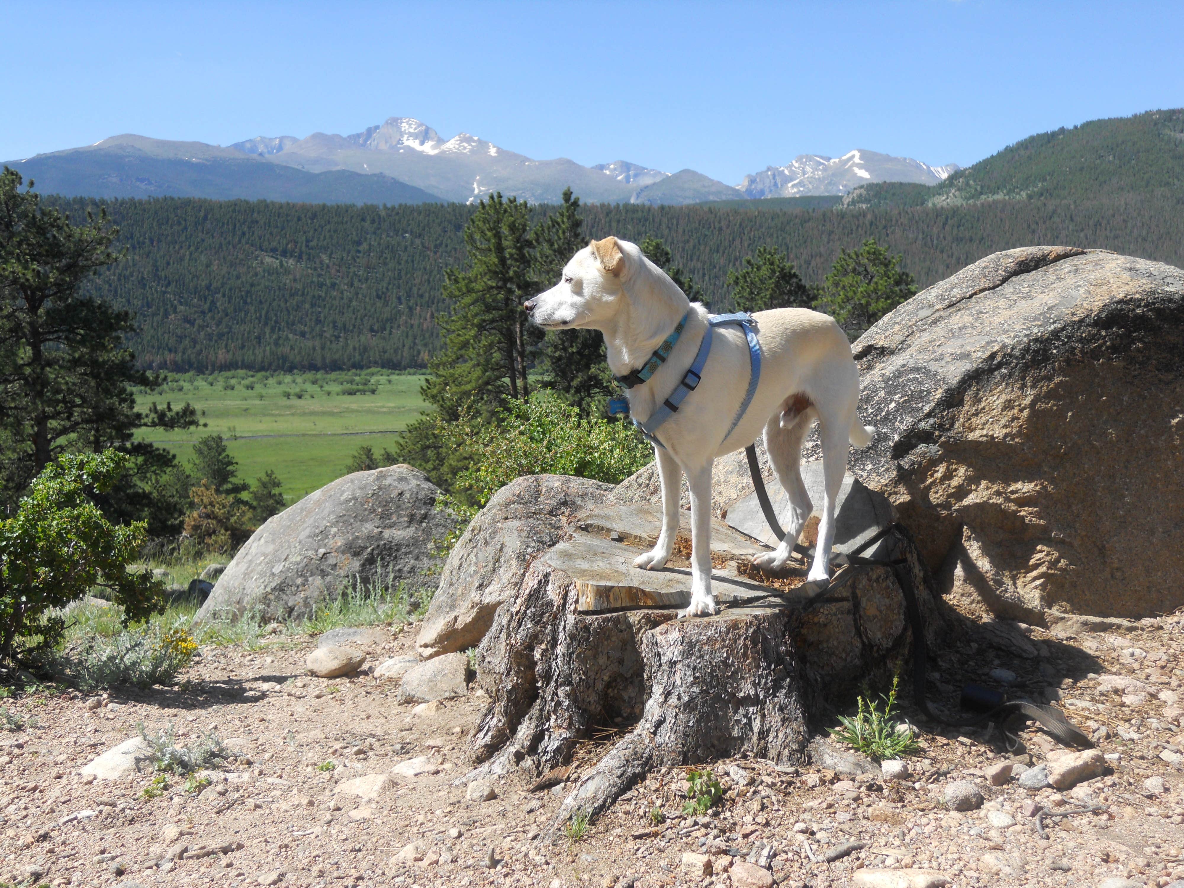 Lise F.'s photo of camping with pets at Moraine Park Campground — Rocky Mountain National Park near Loveland, CO
