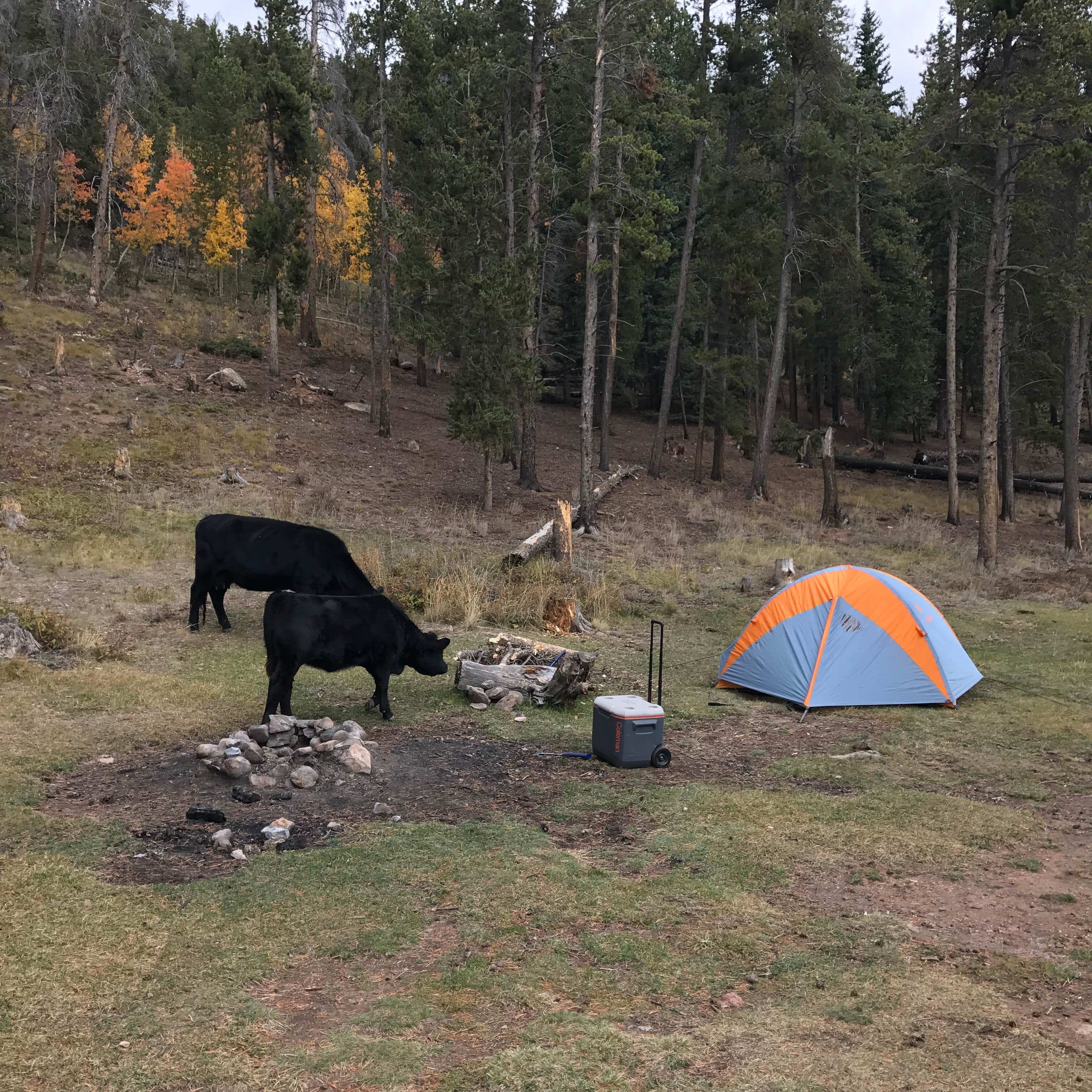 Troy W.'s photo of a dispersed camping area at Bruno Gulch Dispersed near Conifer, CO