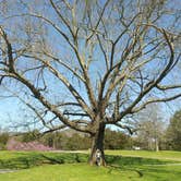 Review photo of Cove Lake State Park Campground by John , April 9, 2021