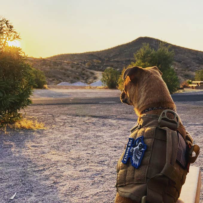 Lynn C.'s photo of camping with pets at Echo Bay Lower Campground — Lake Mead National Recreation Area near Lake Mead National Recreation Area