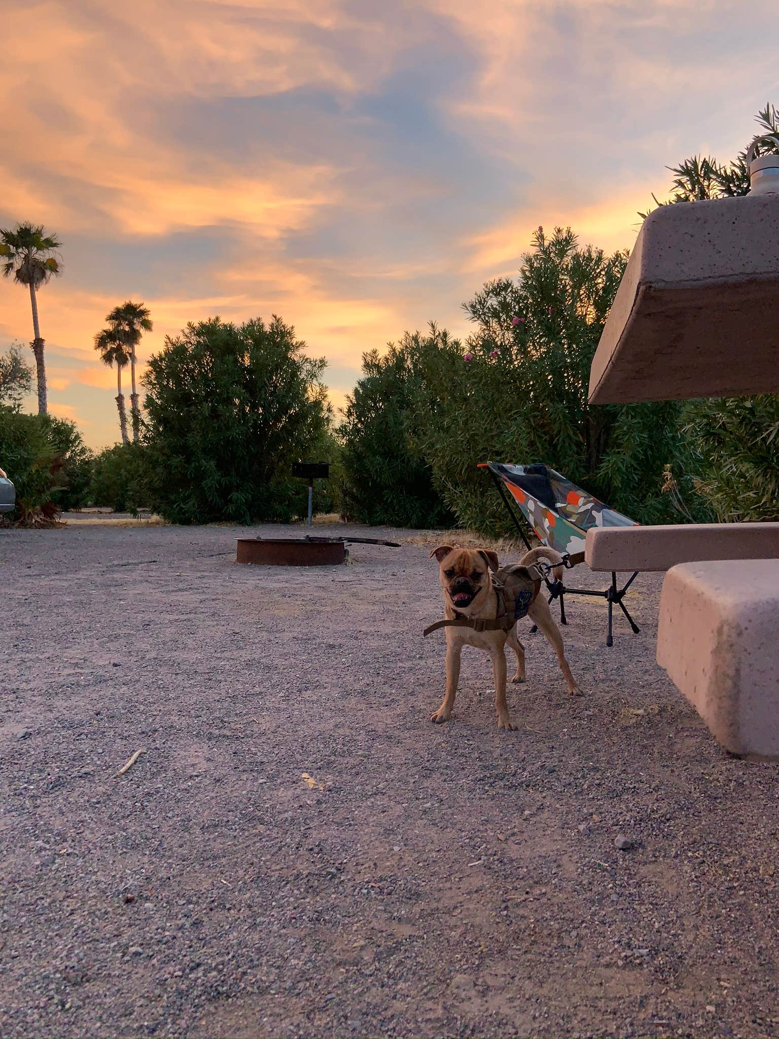 Lynn C.'s photo of camping with pets at Echo Bay Lower Campground — Lake Mead National Recreation Area near Willow Beach, AZ