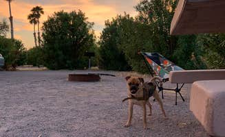 Lynn C.'s photo of camping with pets at Echo Bay Lower Campground — Lake Mead National Recreation Area near Overton, NV