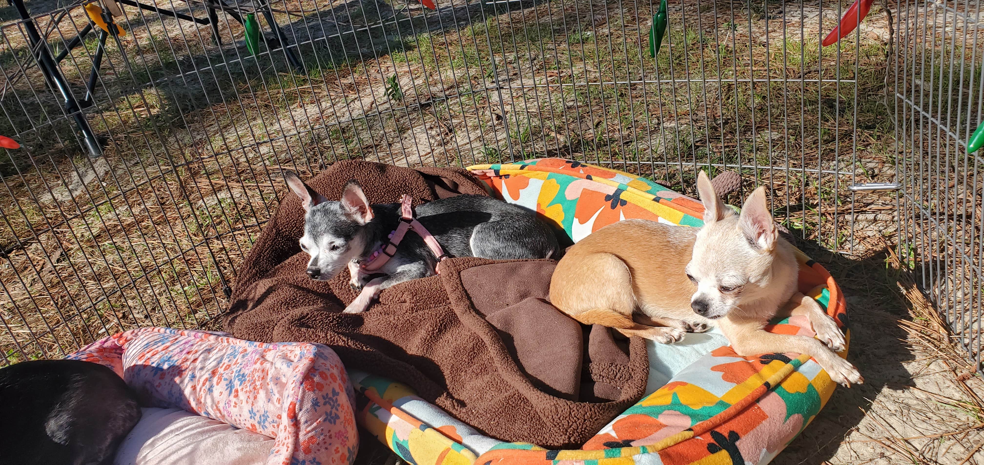 Kim M.'s photo of camping with pets at Holiday Campground near Apalachicola National Forest