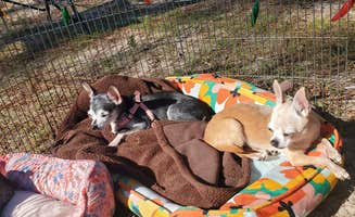 Kim M.'s photo of camping with pets at Holiday Campground near Monticello, FL