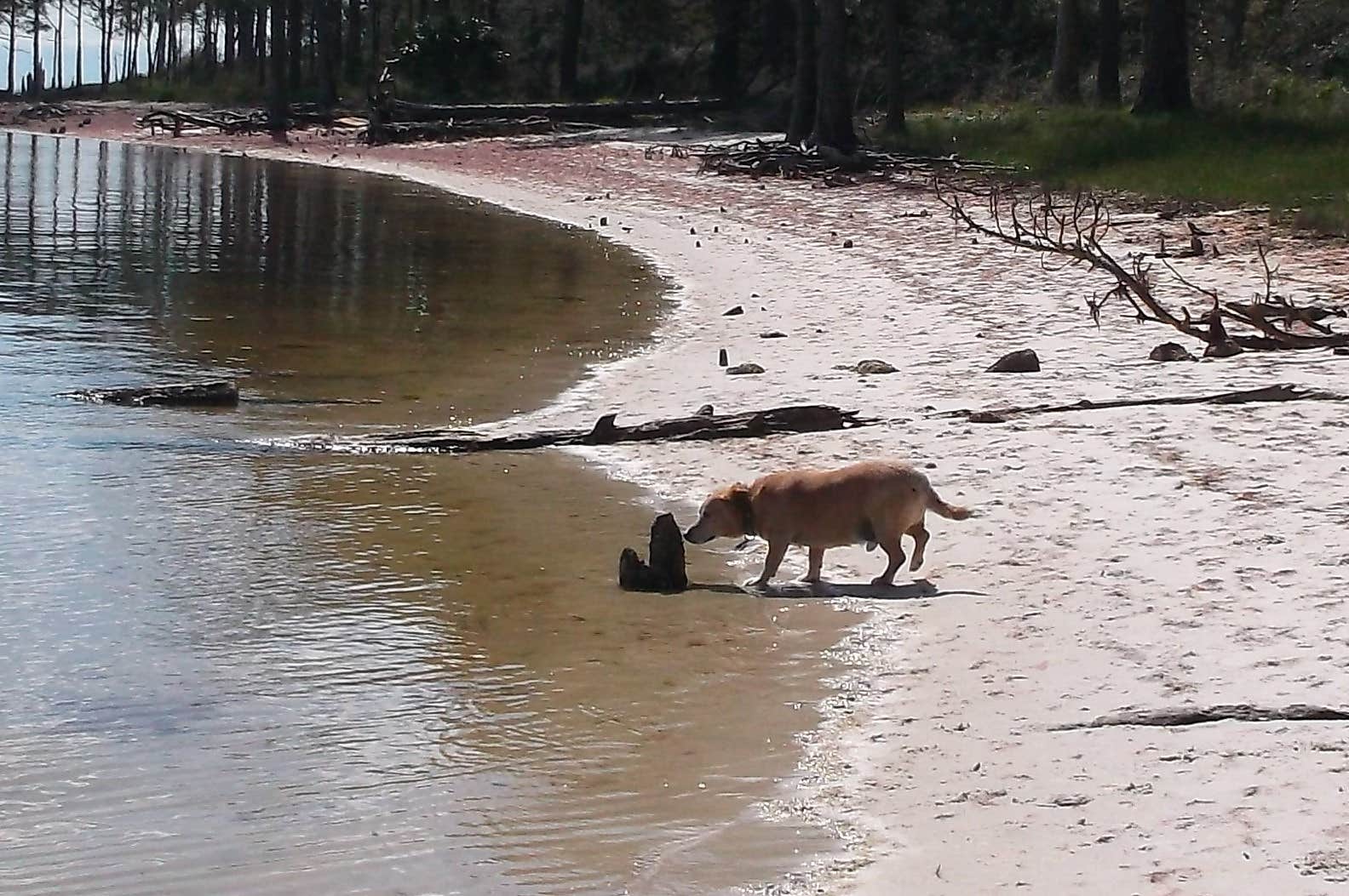 Paula C.'s photo of camping with pets at Ho-Hum RV Park near Panacea, FL