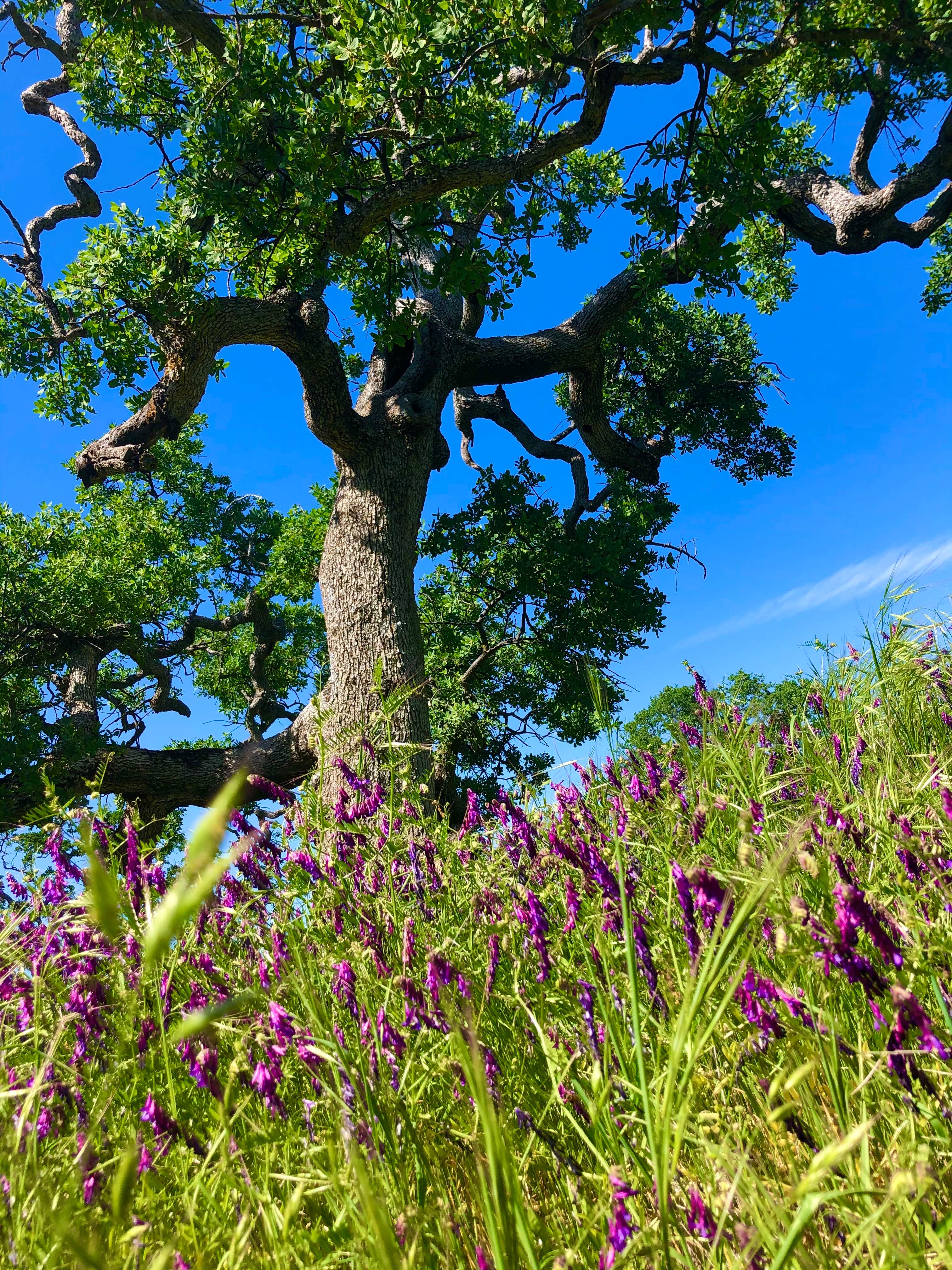 Camping near McClure Point Recreation Area: Blue Oaks Campground, La Grange, California