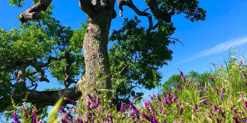 Camper submitted image from Blue Oaks Campground