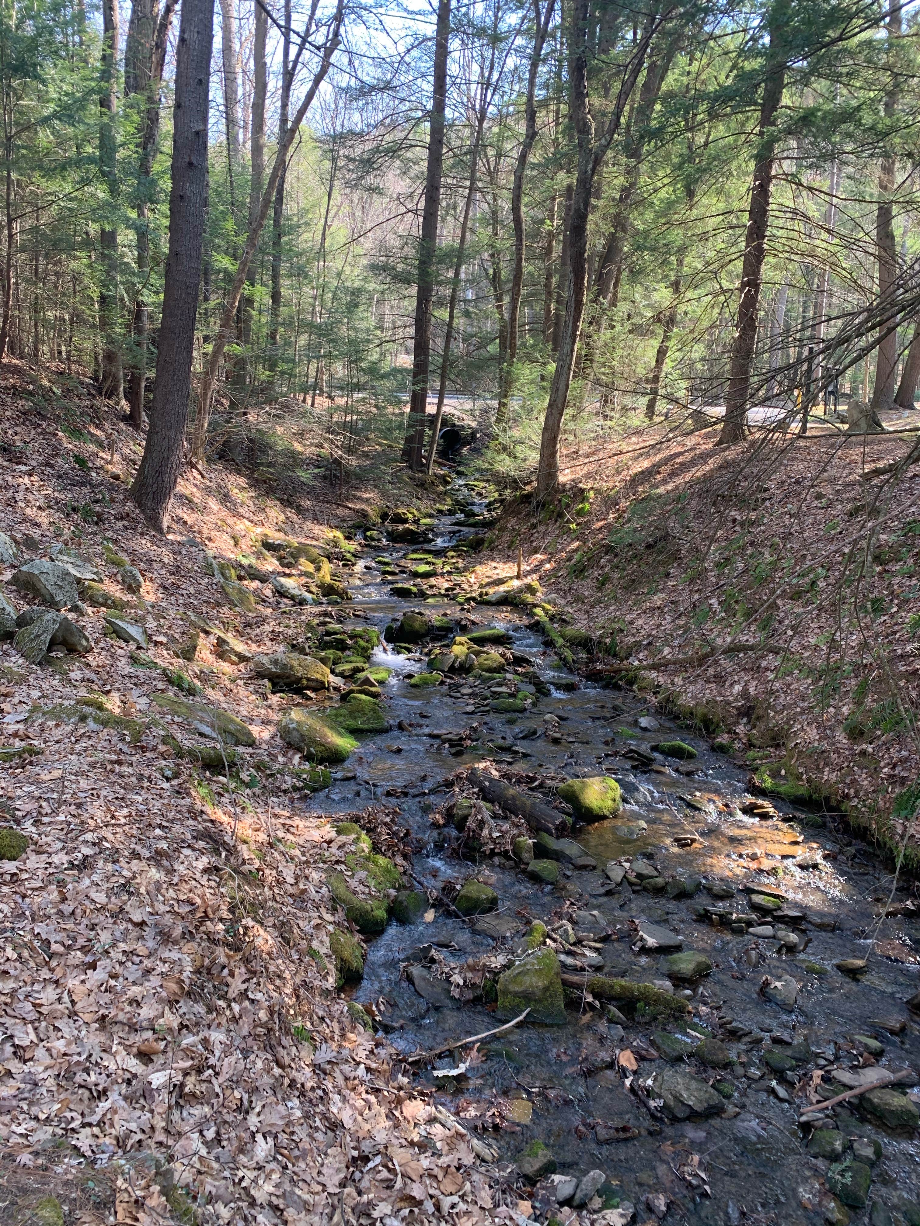 Camper submitted image from Lower Campground — Kettle Creek State Park - 4