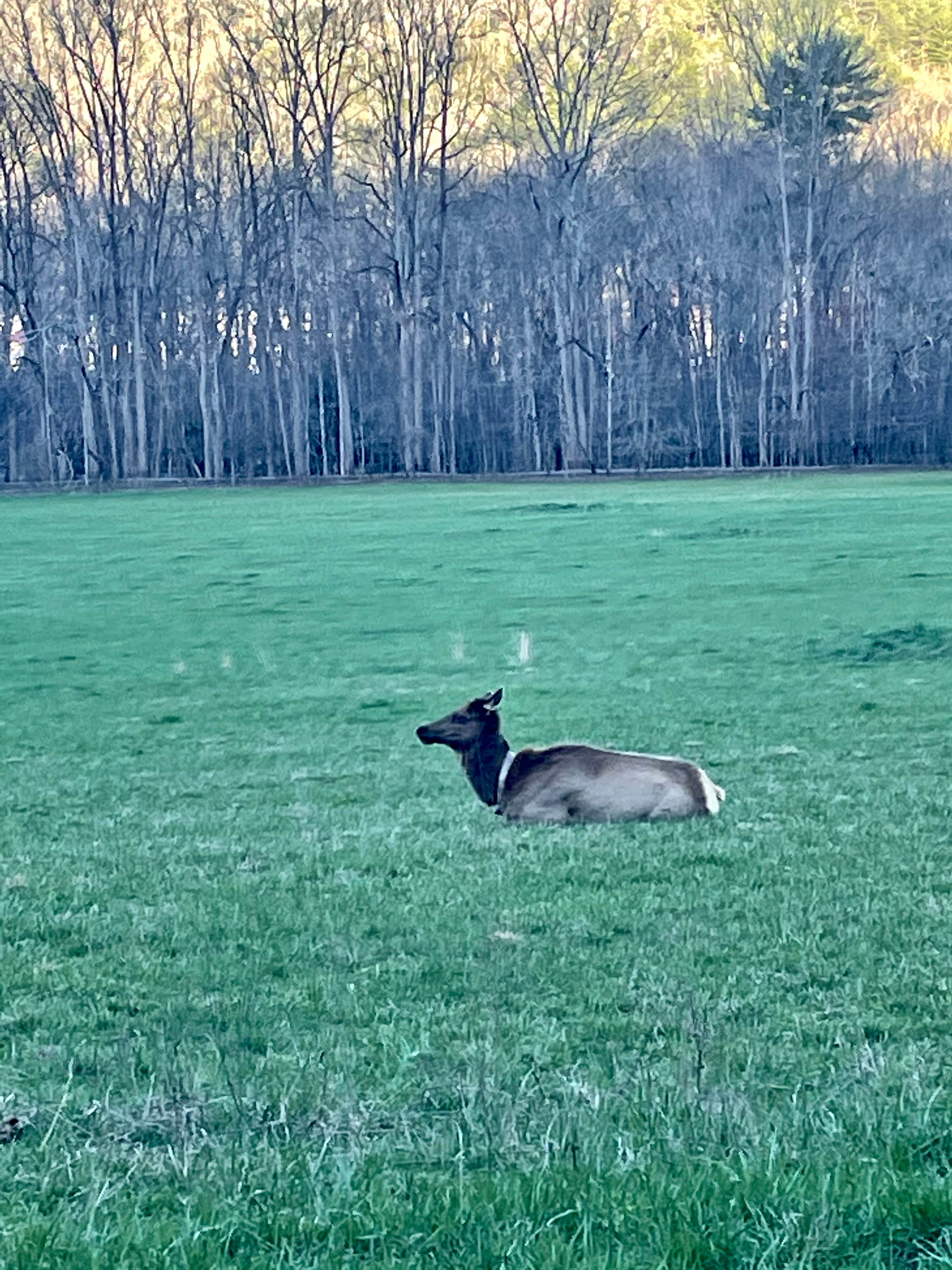 maria I.'s photo of camping with pets at Smokemont Campground — Great Smoky Mountains National Park near Maggie Valley, NC