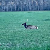 Review photo of Smokemont Campground — Great Smoky Mountains National Park by maria I., April 10, 2021