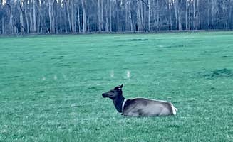 maria I.'s photo of camping with pets at Smokemont Campground — Great Smoky Mountains National Park near Cherokee, NC