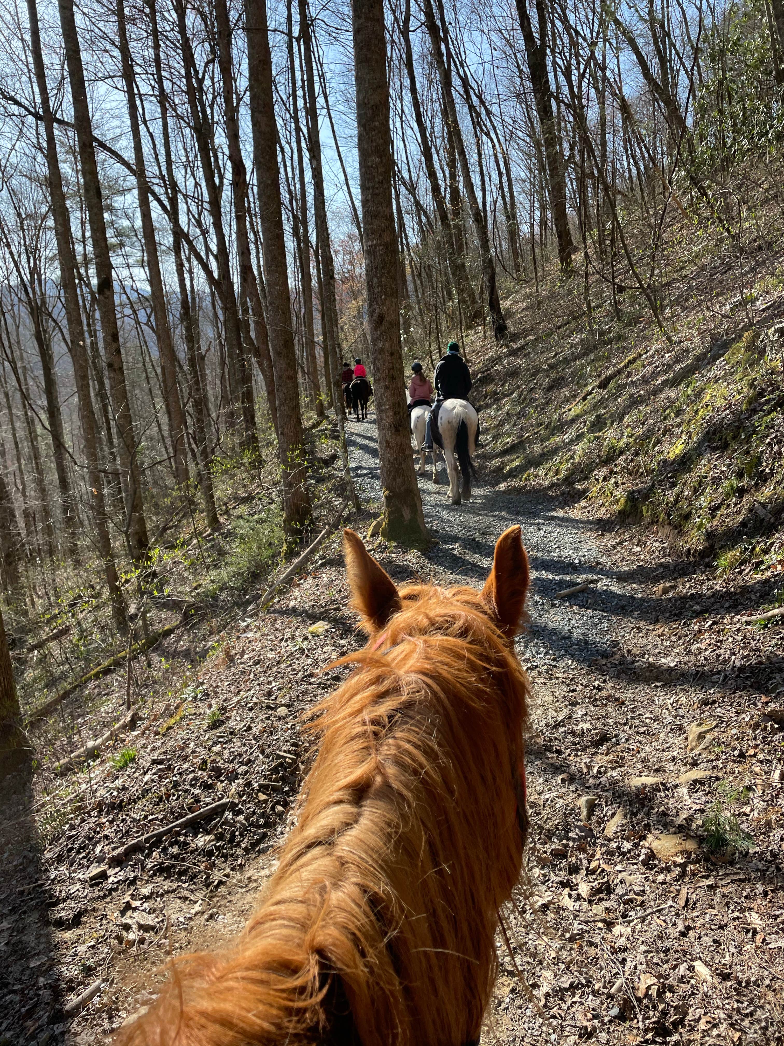 maria I.'s photo of camping with a horse at Smokemont Campground — Great Smoky Mountains National Park near Alcoa, TN