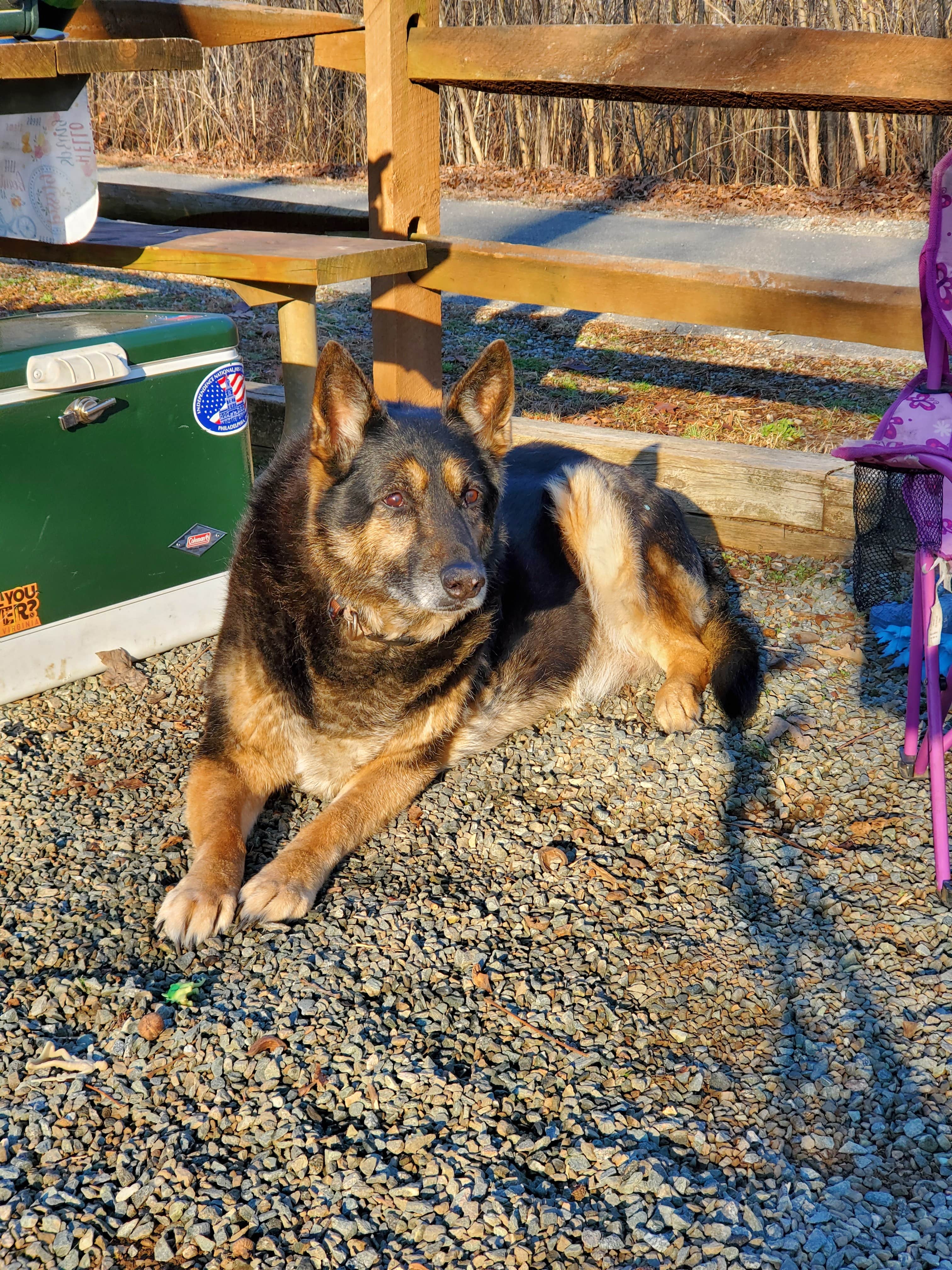 Bridget H.'s photo of camping with pets at Staunton River State Park Campground near Hampden-Sydney, VA
