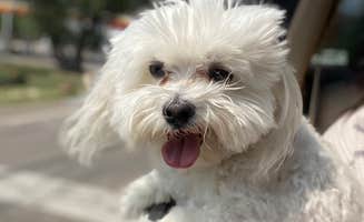 Melissa H.'s photo of camping with pets at Eagle Creek RV Resort in New Mexico