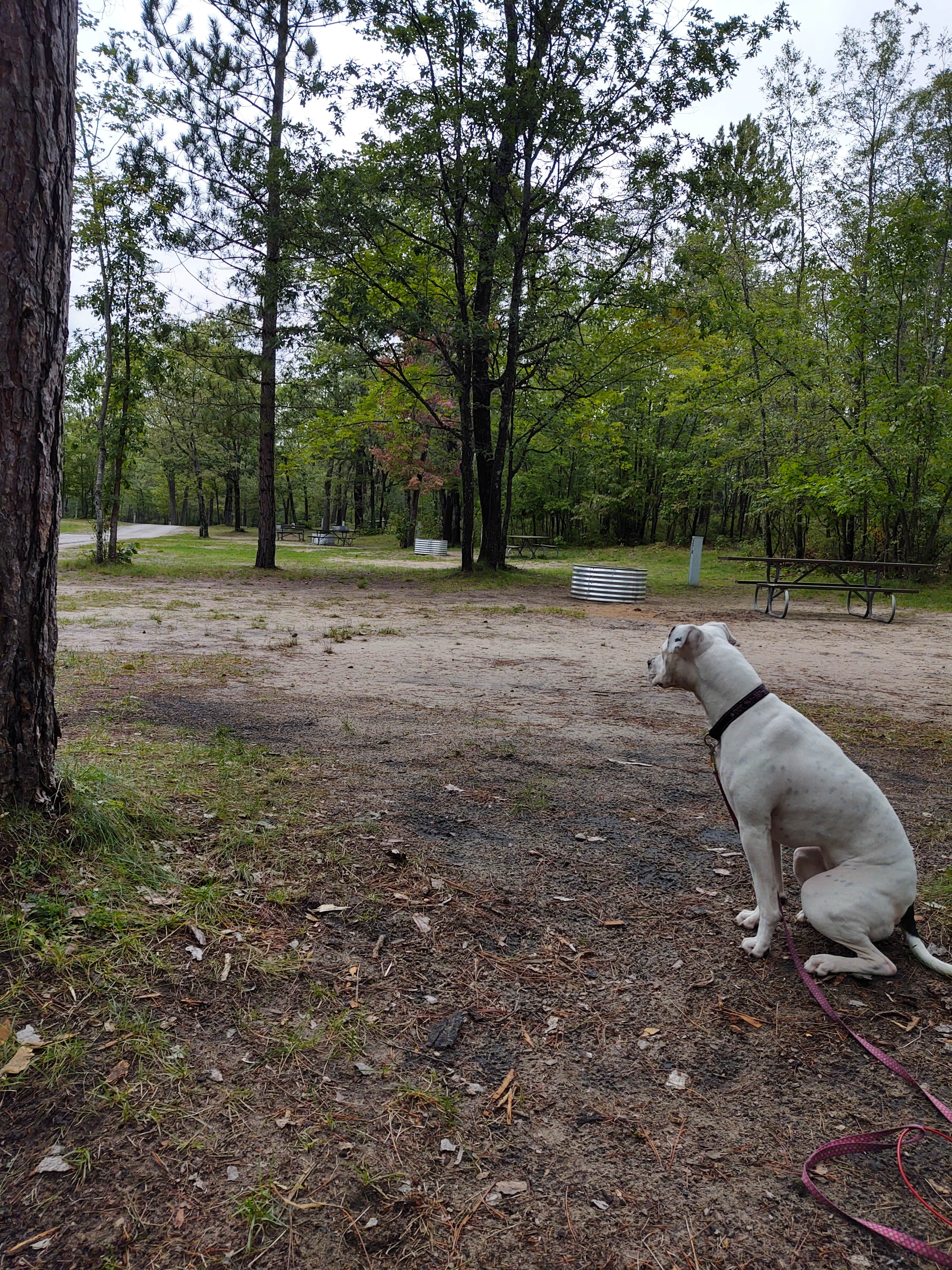 Camper-submitted photo at Clear Lake State Park Campground near Onaway, MI