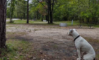 Lemae H.'s photo of camping with pets at Clear Lake State Park Campground near Rogers City, MI