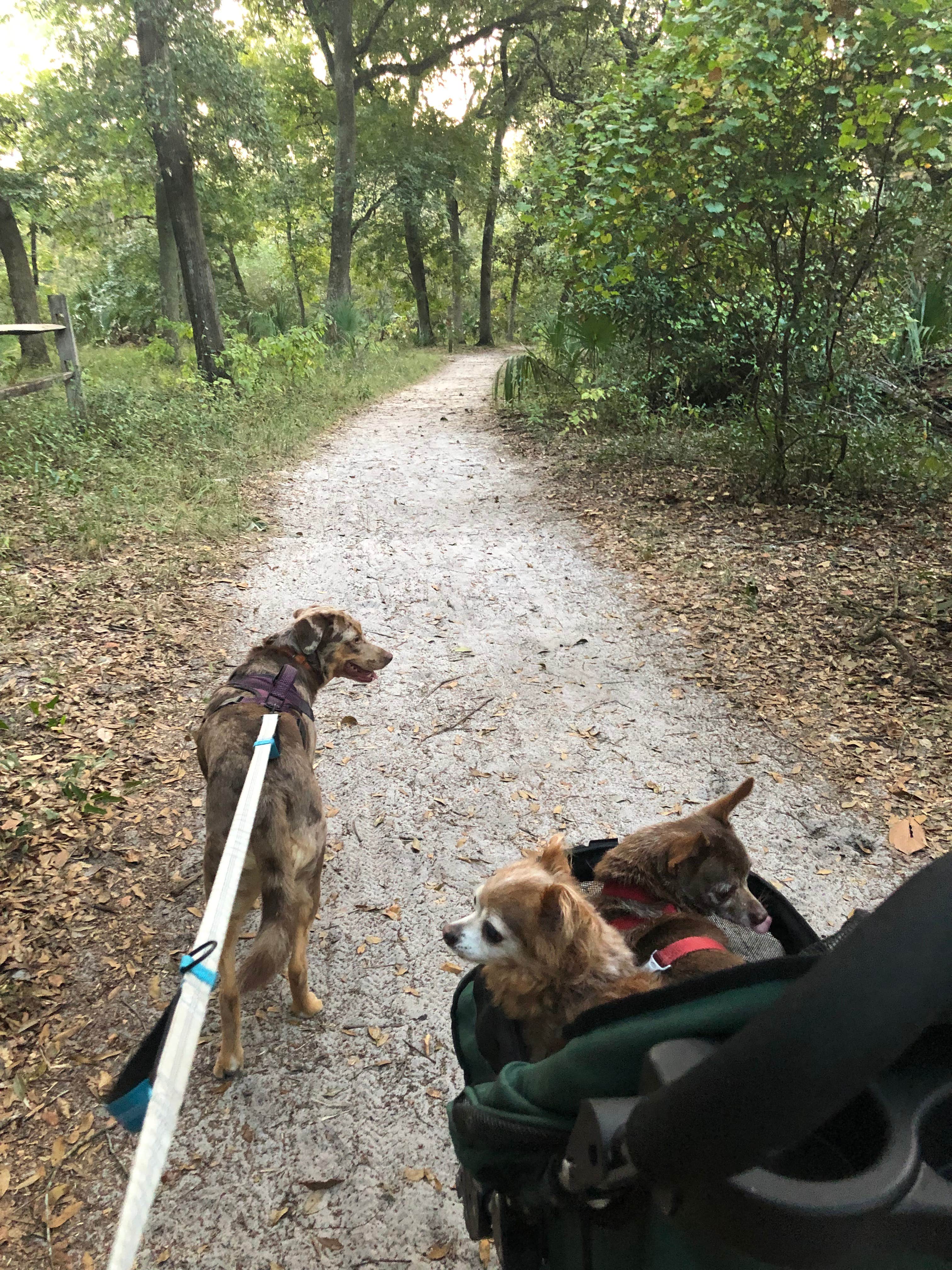 Suzy R.'s photo of camping with pets at Silver Springs State Park Campground near Ocala National Forest