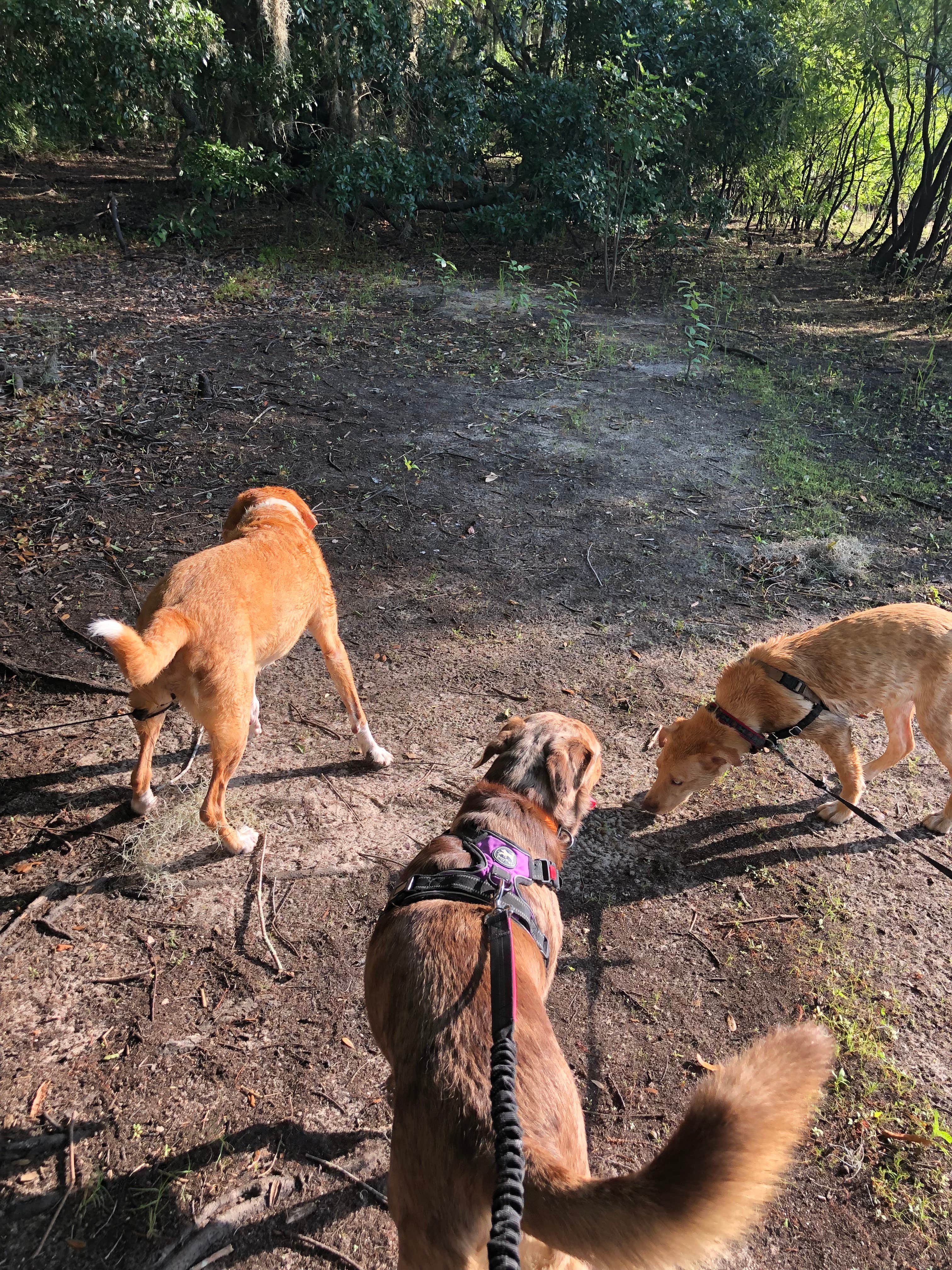 Suzy R.'s photo of camping with pets at Cypress Glen Campground near Floral City, FL