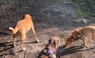 Suzy R.'s photo of camping with pets at Cypress Glen Campground near Brooksville, FL