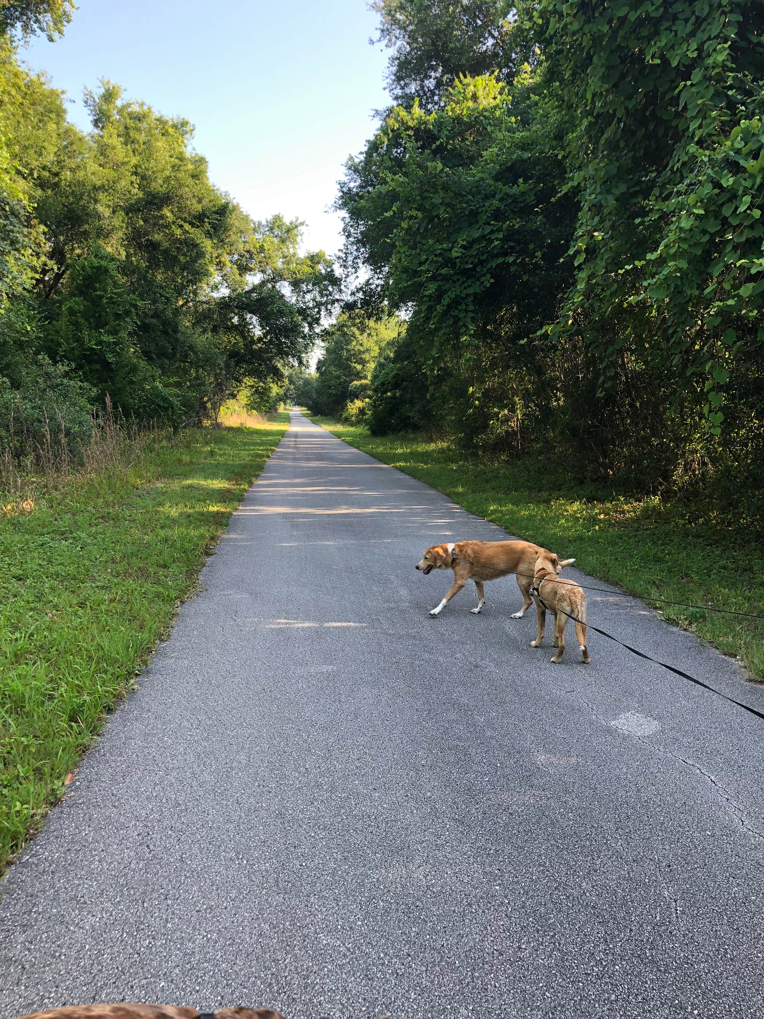 Suzy R.'s photo of camping with pets at Cypress Glen Campground near Dade City, FL