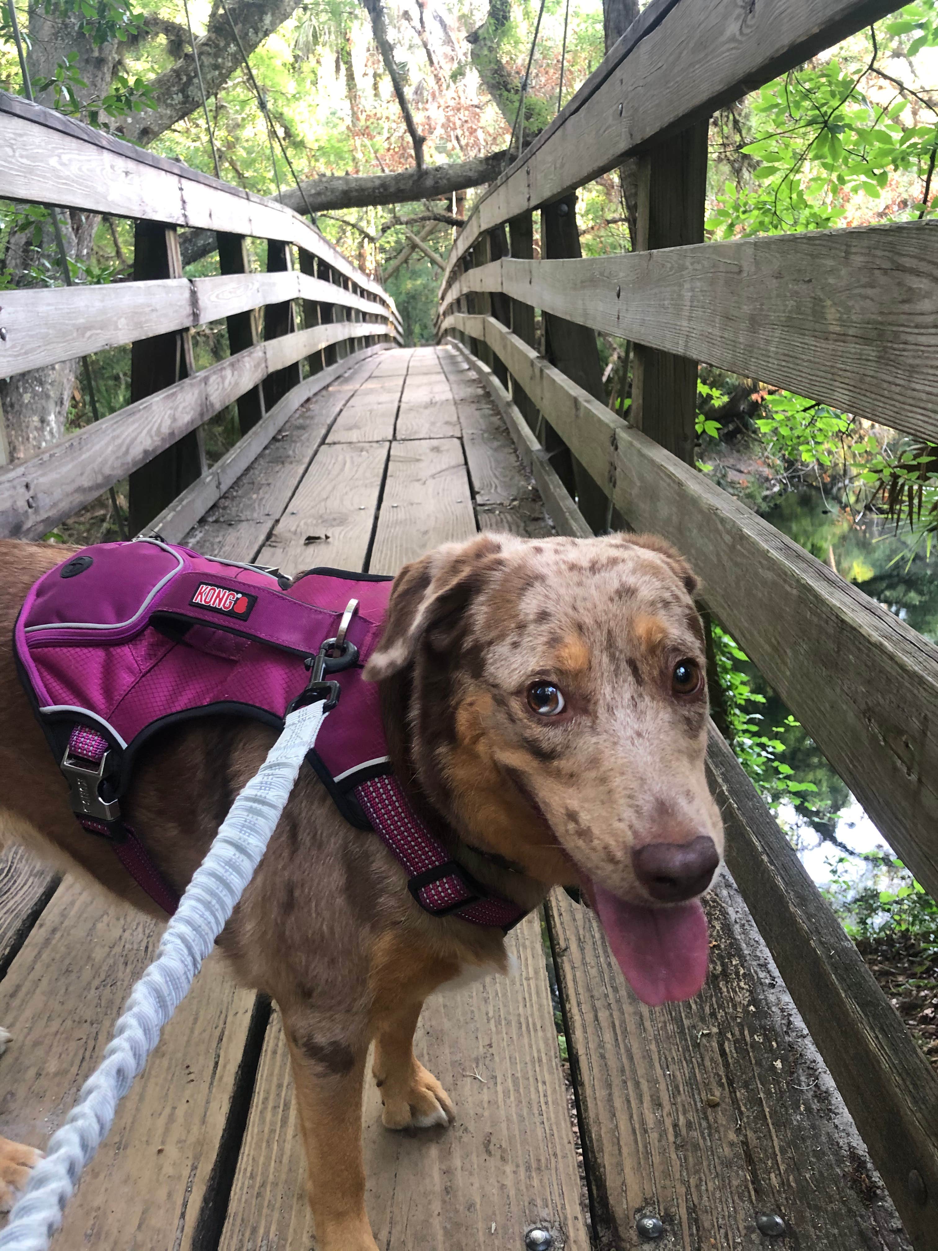 Suzy R.'s photo of camping with pets at Hillsborough River State Park Campground near Odessa, FL