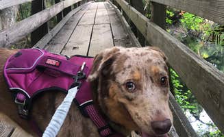 Suzy R.'s photo of camping with pets at Hillsborough River State Park Campground near Lamont, FL