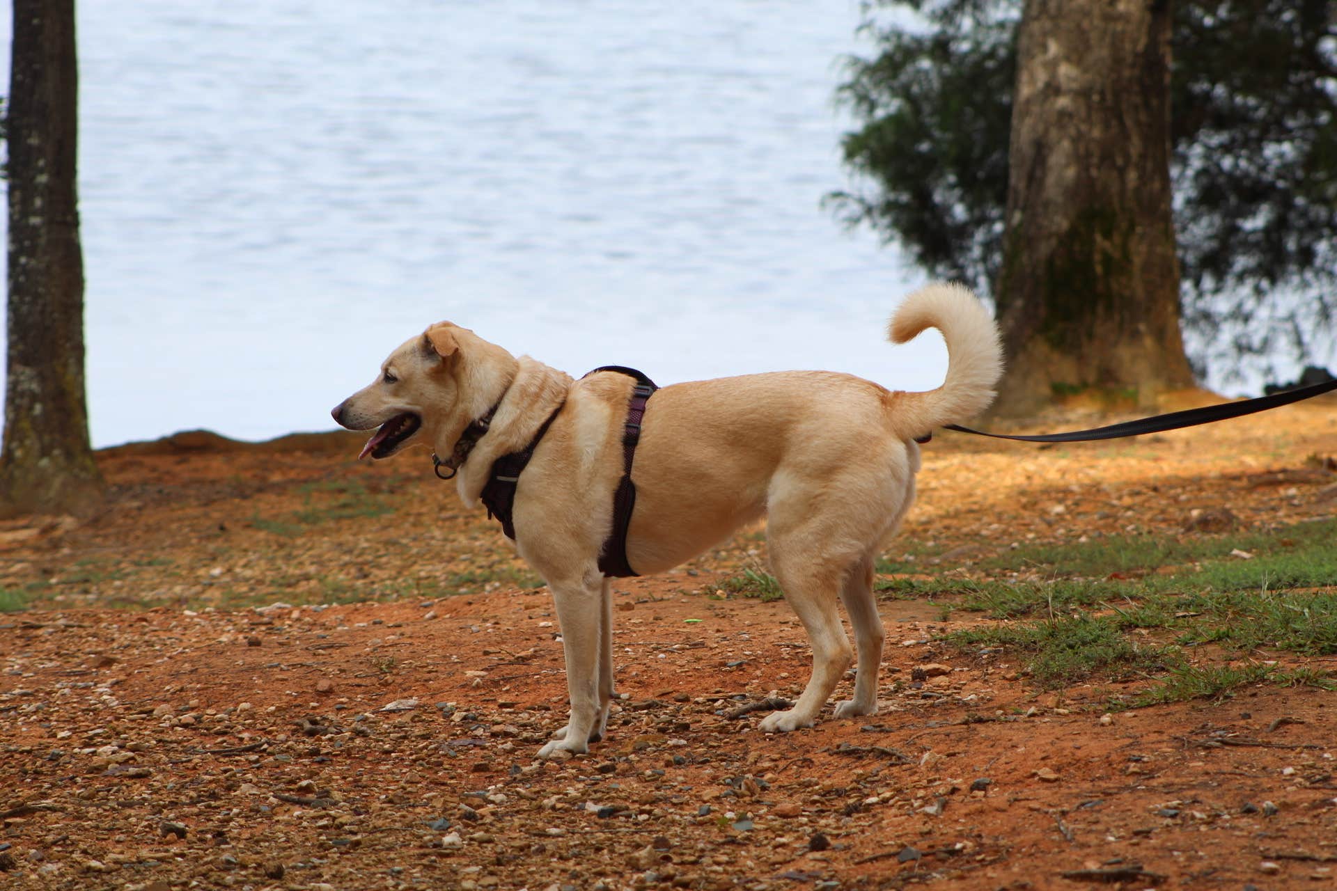Emily B.'s photo of camping with pets at Cane Creek Park near Hartsville, SC