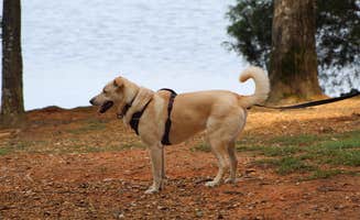 Emily B.'s photo of camping with pets at Cane Creek Park near Wingate, NC