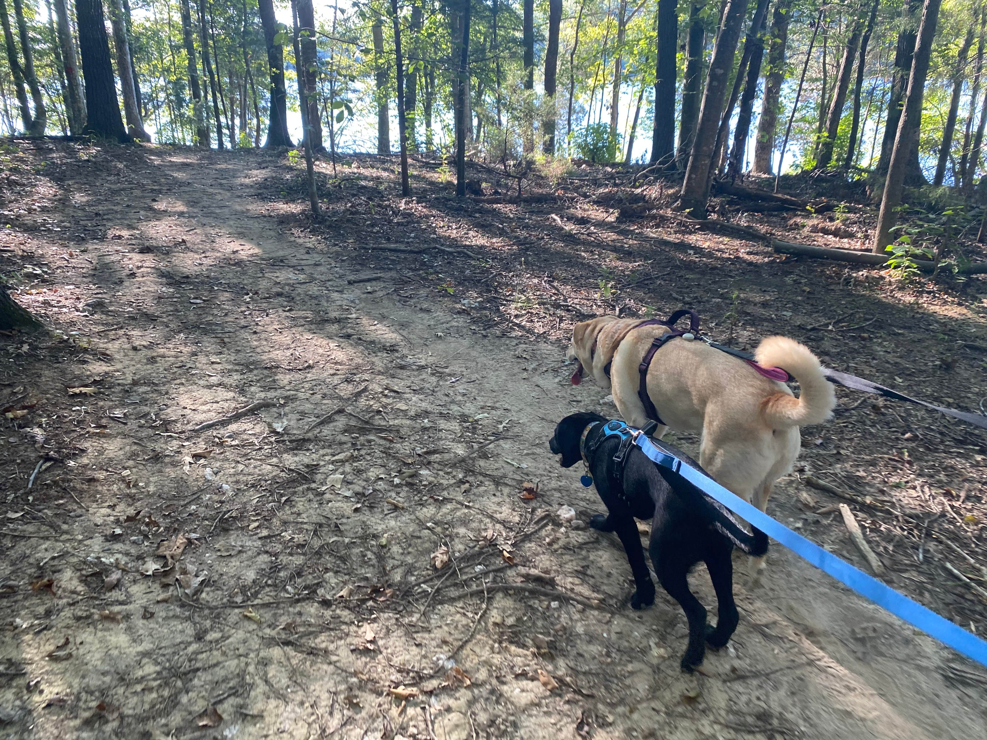 Emily B.'s photo of camping with pets at Cane Creek Park near Charlotte, NC