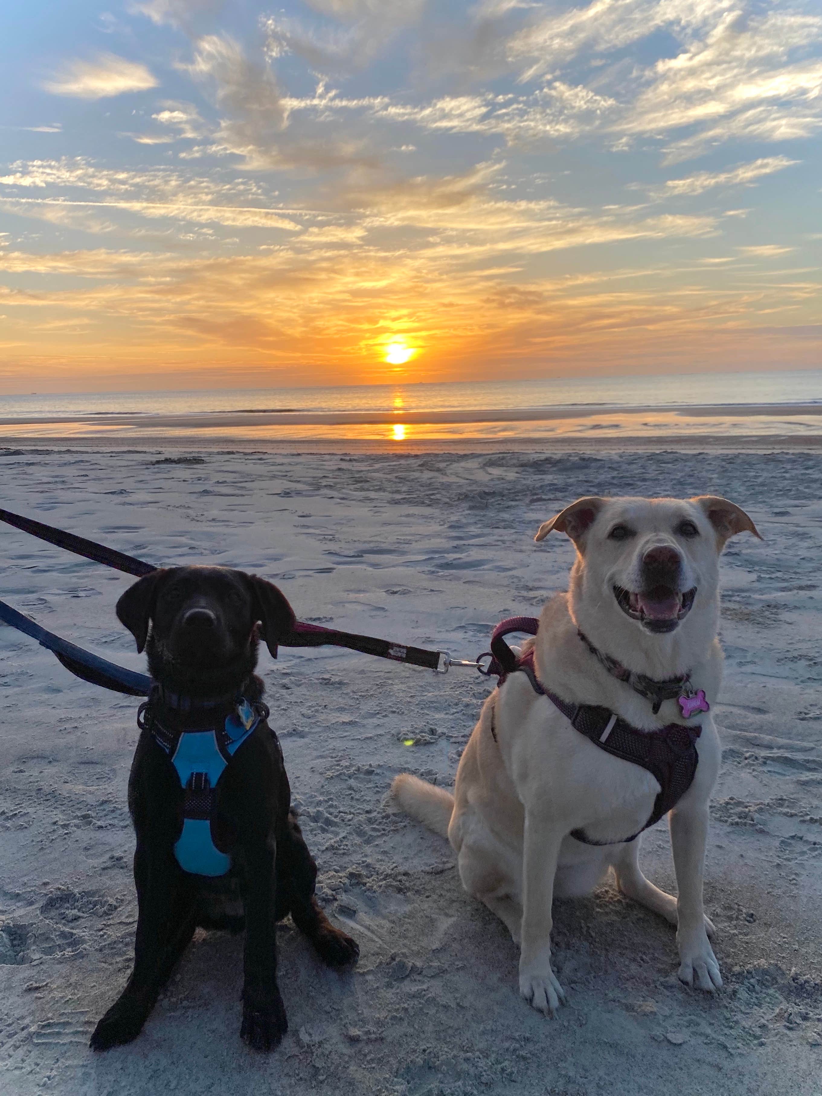Emily B.'s photo of camping with pets at Hunting Island State Park Campground in South Carolina