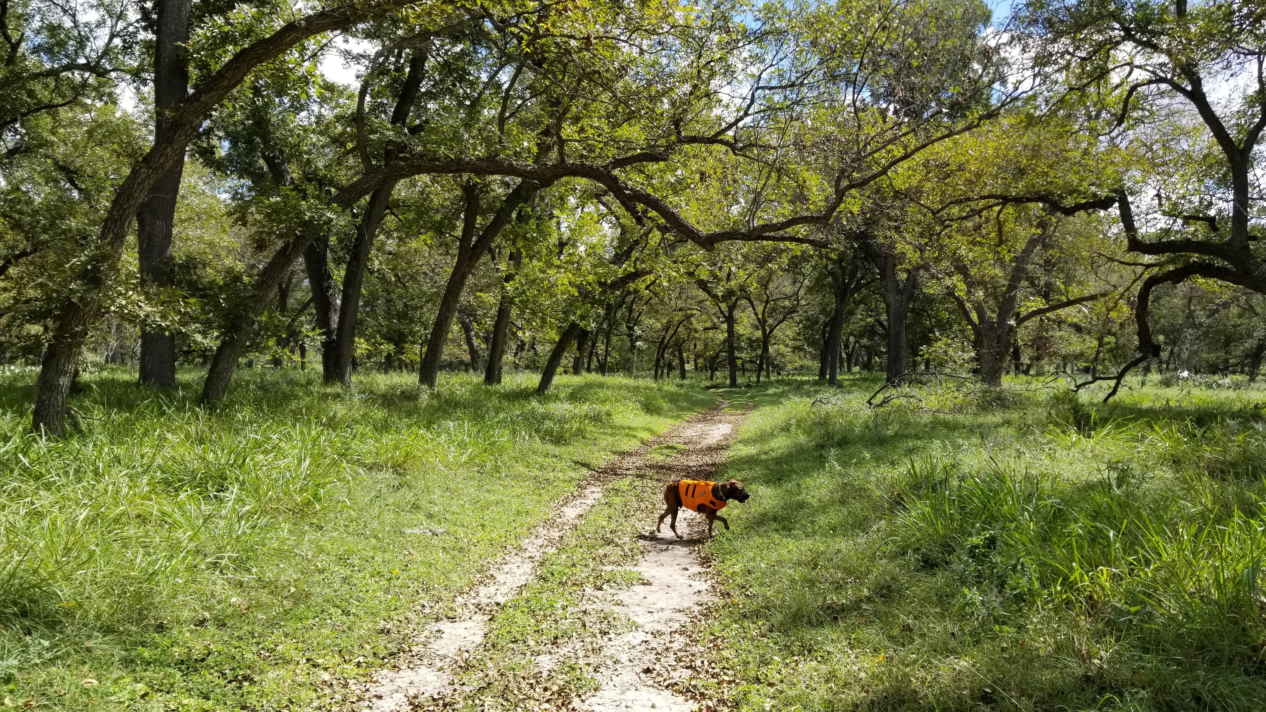 Price T.'s photo of camping with pets at South Llano River State Park Campground near Junction, TX