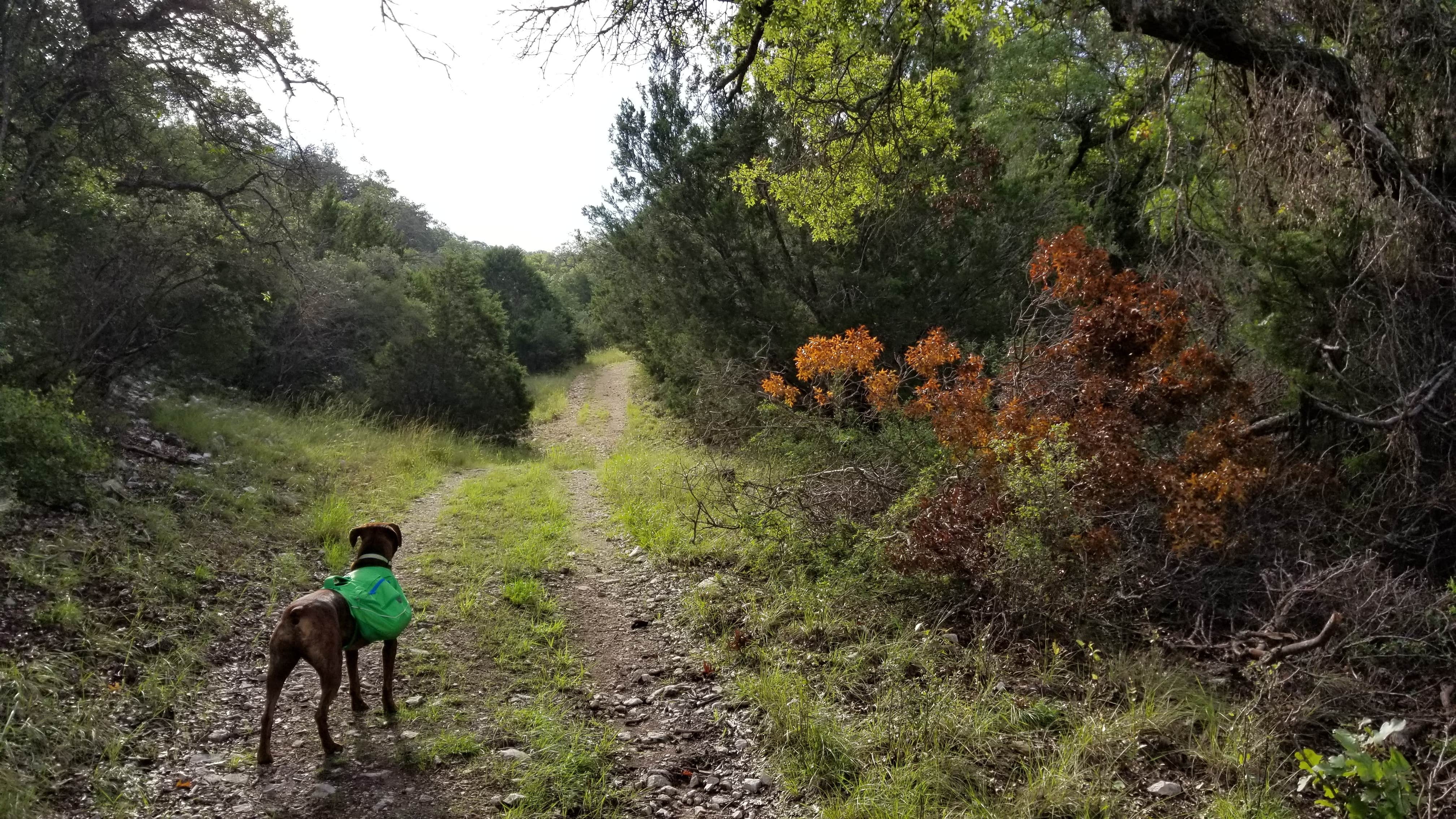 Price T.'s photo of camping with pets at South Llano River State Park Campground near Junction, TX