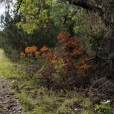 Review photo of South Llano River State Park Campground by Price T., April 11, 2021