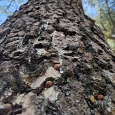 Review photo of Paso Picacho Campground — Cuyamaca Rancho State Park by Joseph W., April 11, 2021