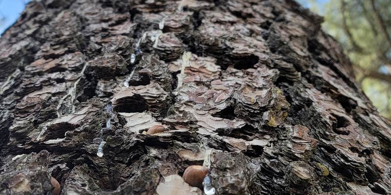 Camper submitted image from Paso Picacho Campground — Cuyamaca Rancho State Park